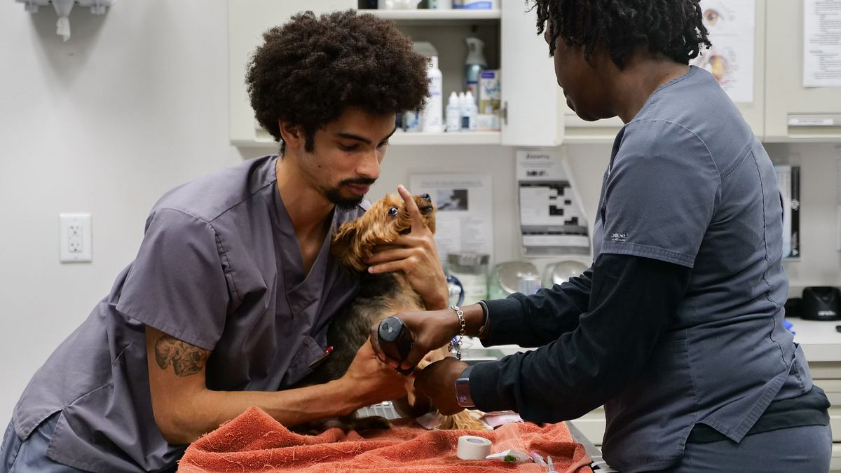 Die Tierärzte von Houston die tierärzte von houston