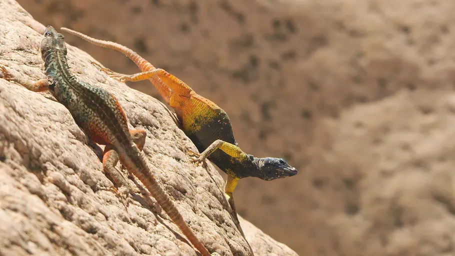 Das Leben in Farbe mit David Attenborough das leben in farbe mit david attenborough