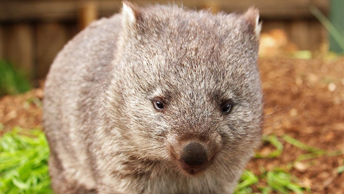 wildlife diaries australien