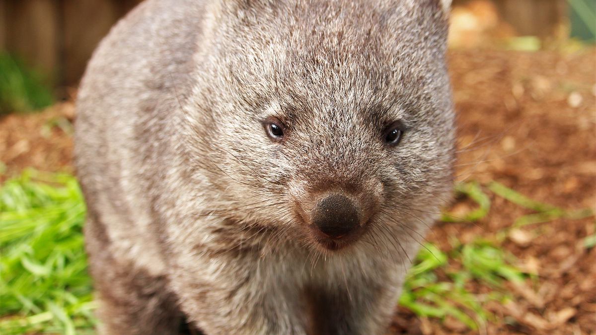 wildlife diaries australien