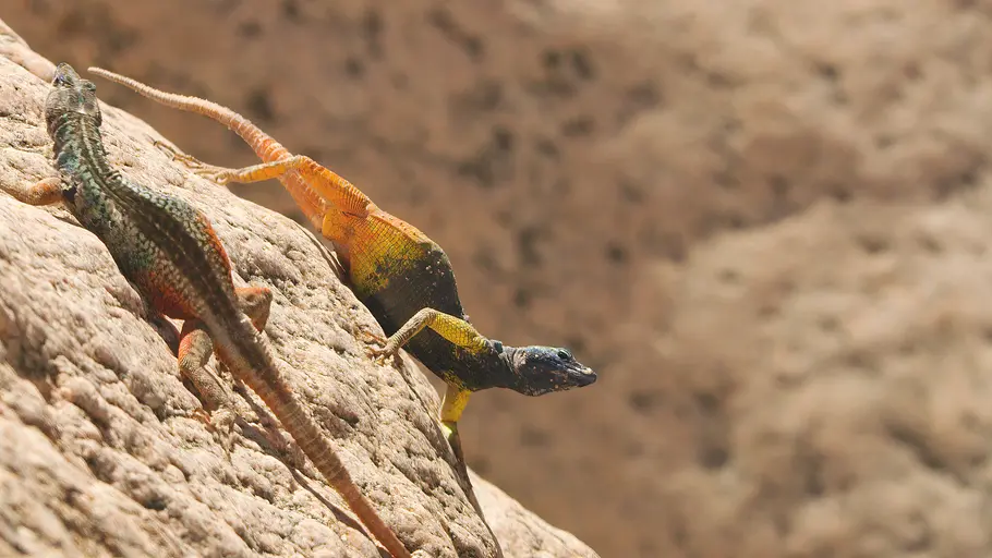 Das Leben in Farbe mit David Attenborough das leben in farbe mit david attenborough