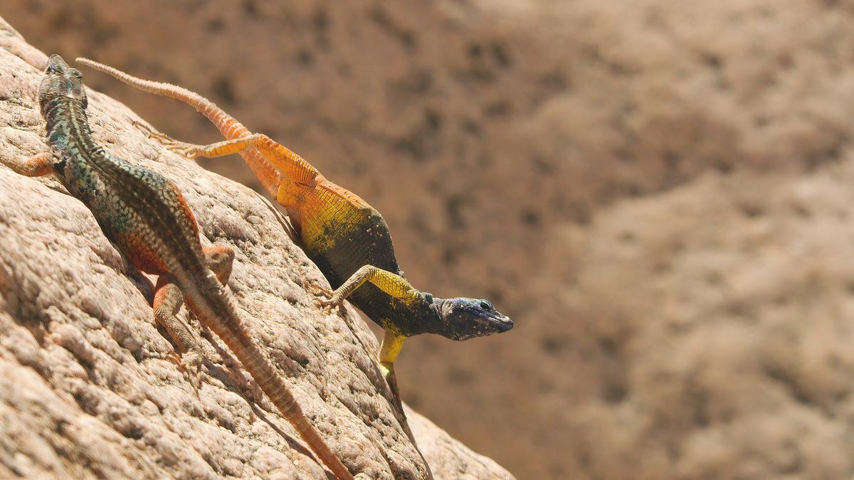 das leben in farbe mit david attenborough