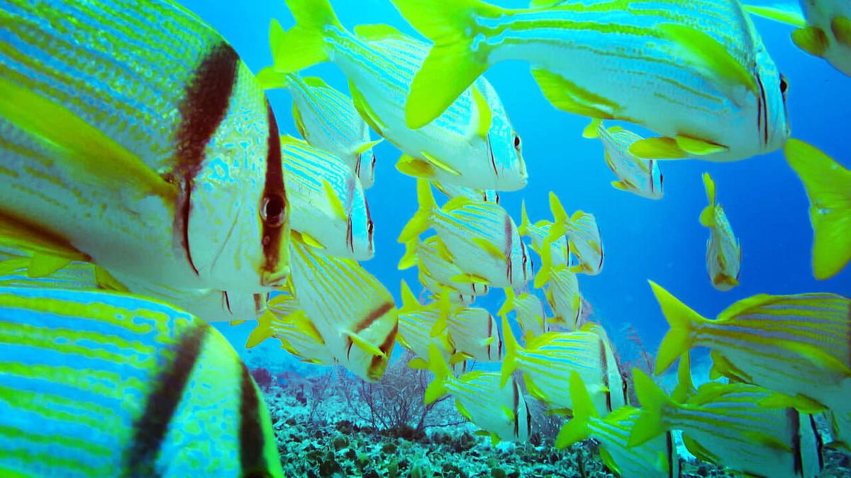 Red Sea 4K Red Sea 4K