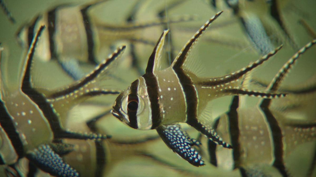 die aquarium-profis