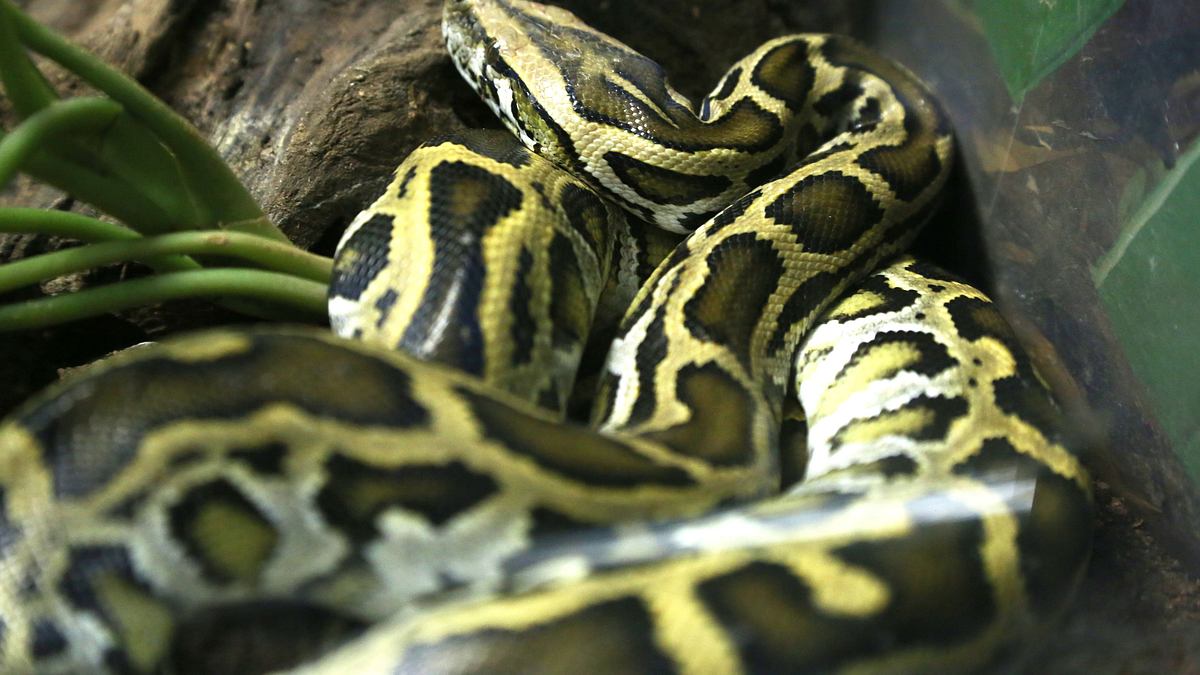 pet palace - hausträume für haustiere
