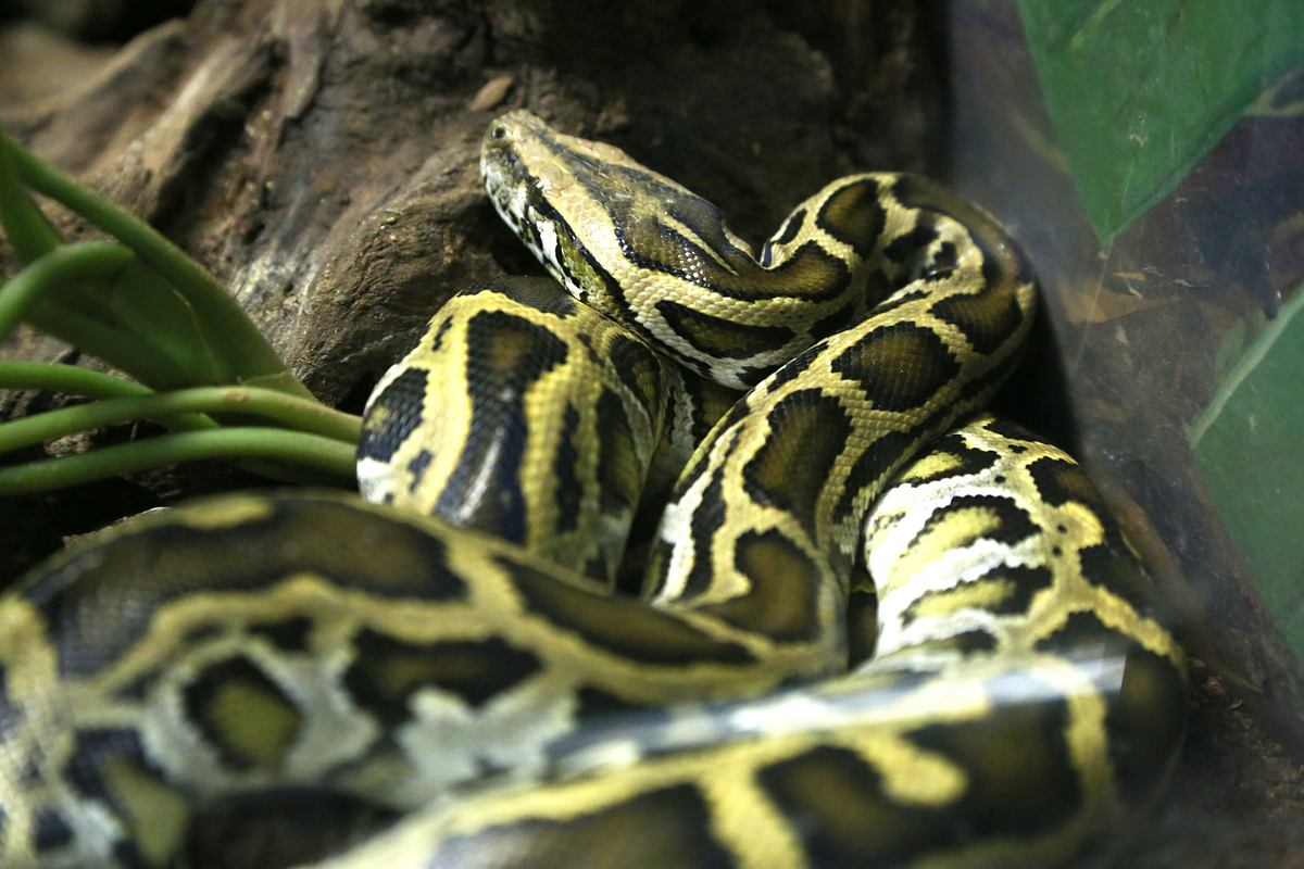 Pet Palace - Hausträume für Haustiere pet palace - hausträume für haustiere