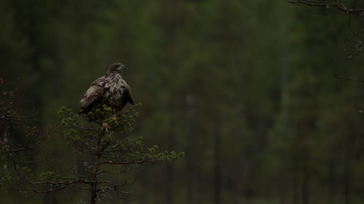 wilde arktis