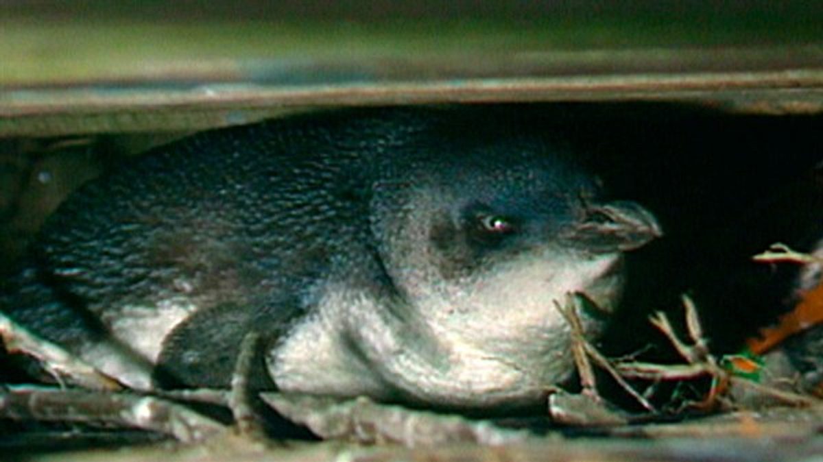 geheimakte wildnis