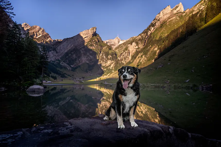 Schweizer Hundegeschichten schweizer hundegeschichten