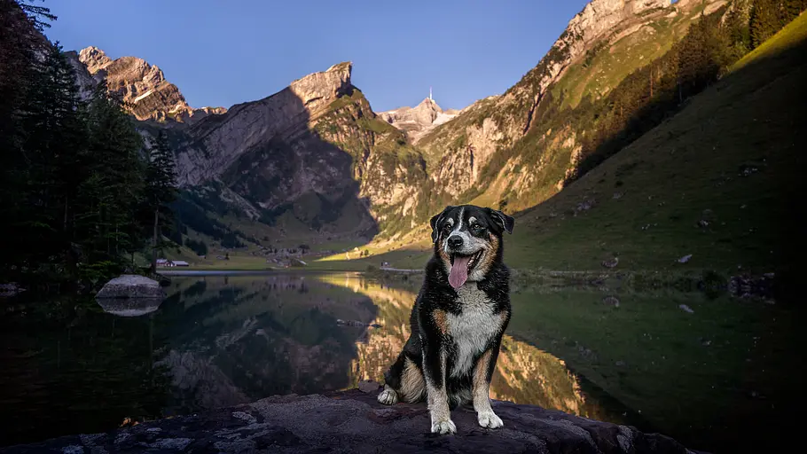 Schweizer Hundegeschichten schweizer hundegeschichten