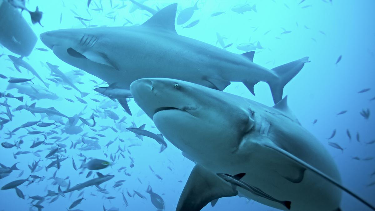 der echte sharknado!