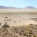 Universum: Die Wüstenpferde Namibias - Afrikas Wilder Westen Thumbnail
