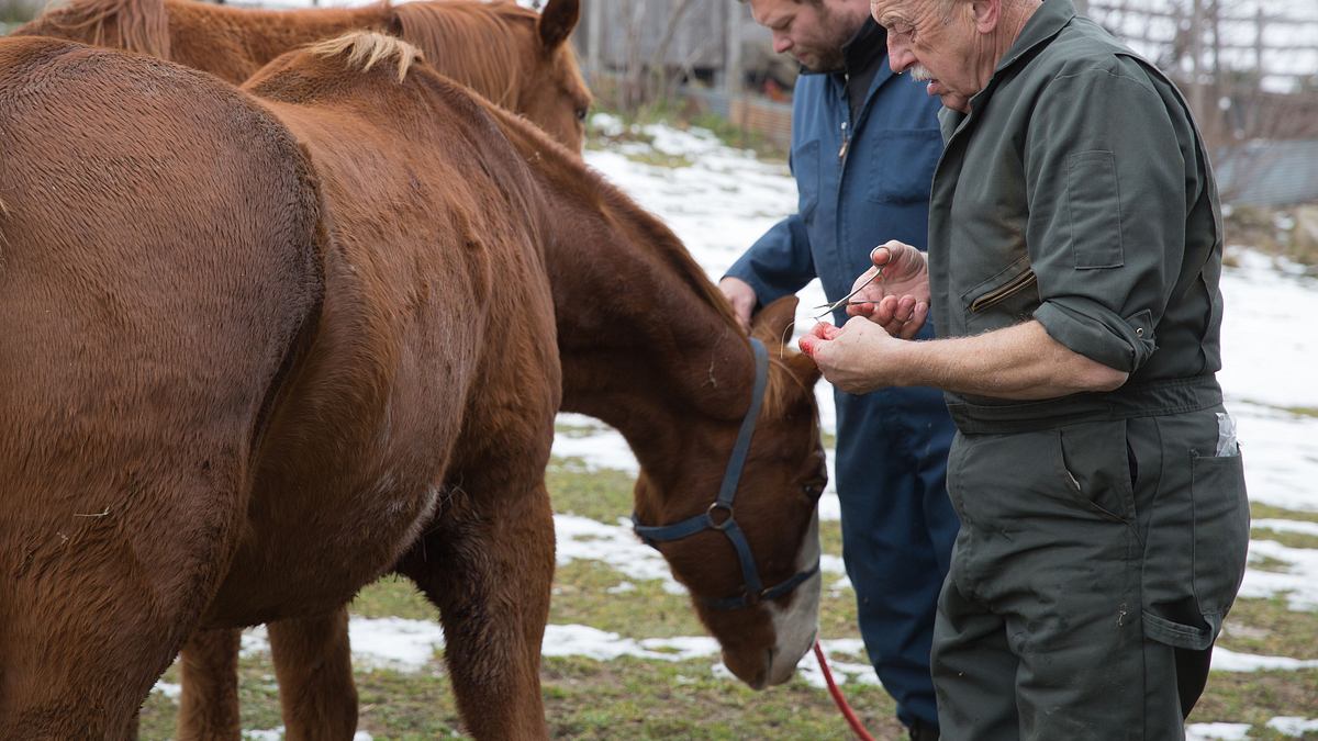 der unglaubliche dr. pol