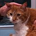 Der unglaubliche Dr. Pol Thumbnail