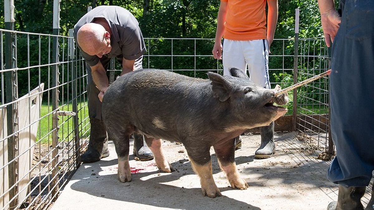 der unglaubliche dr. pol