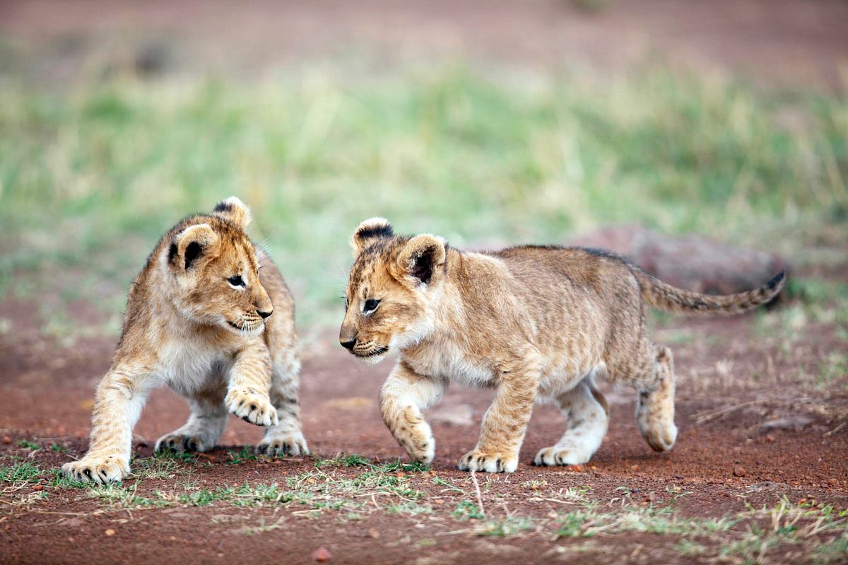 leopard, seebär & co.