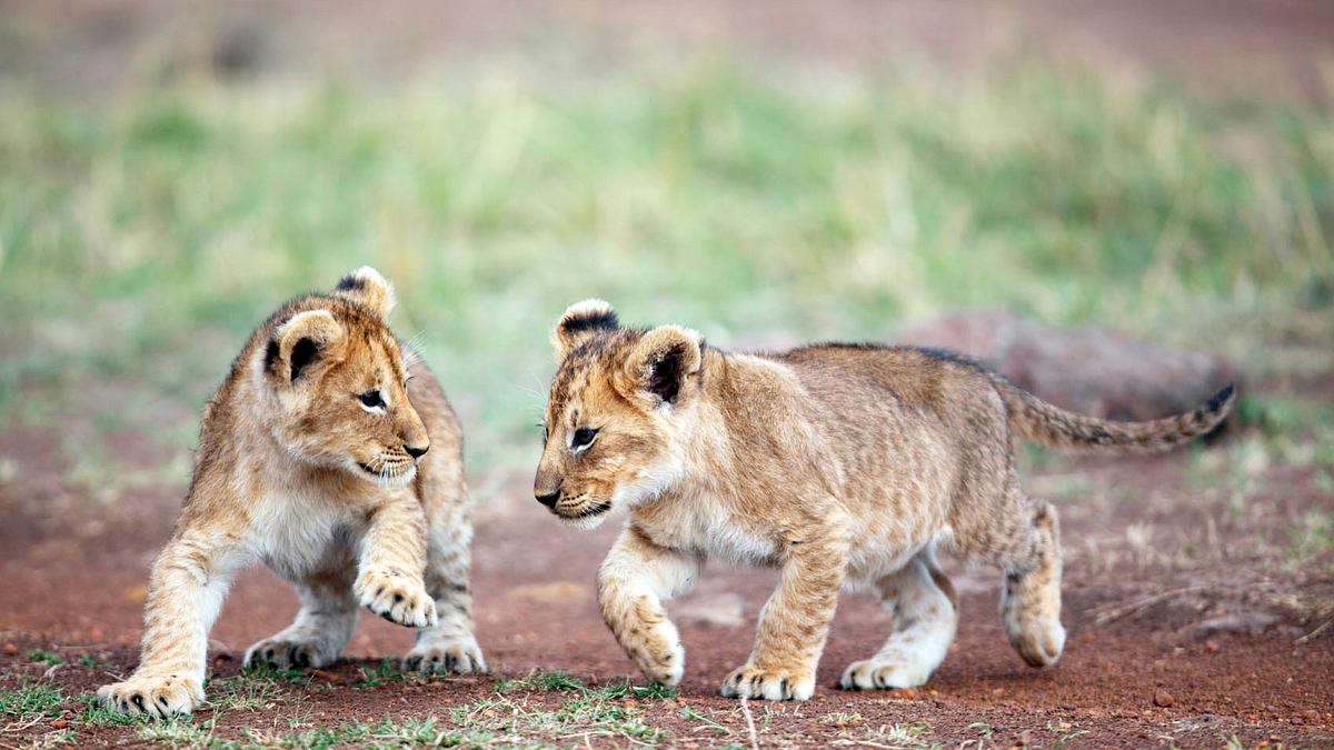 leopard, seebär & co.