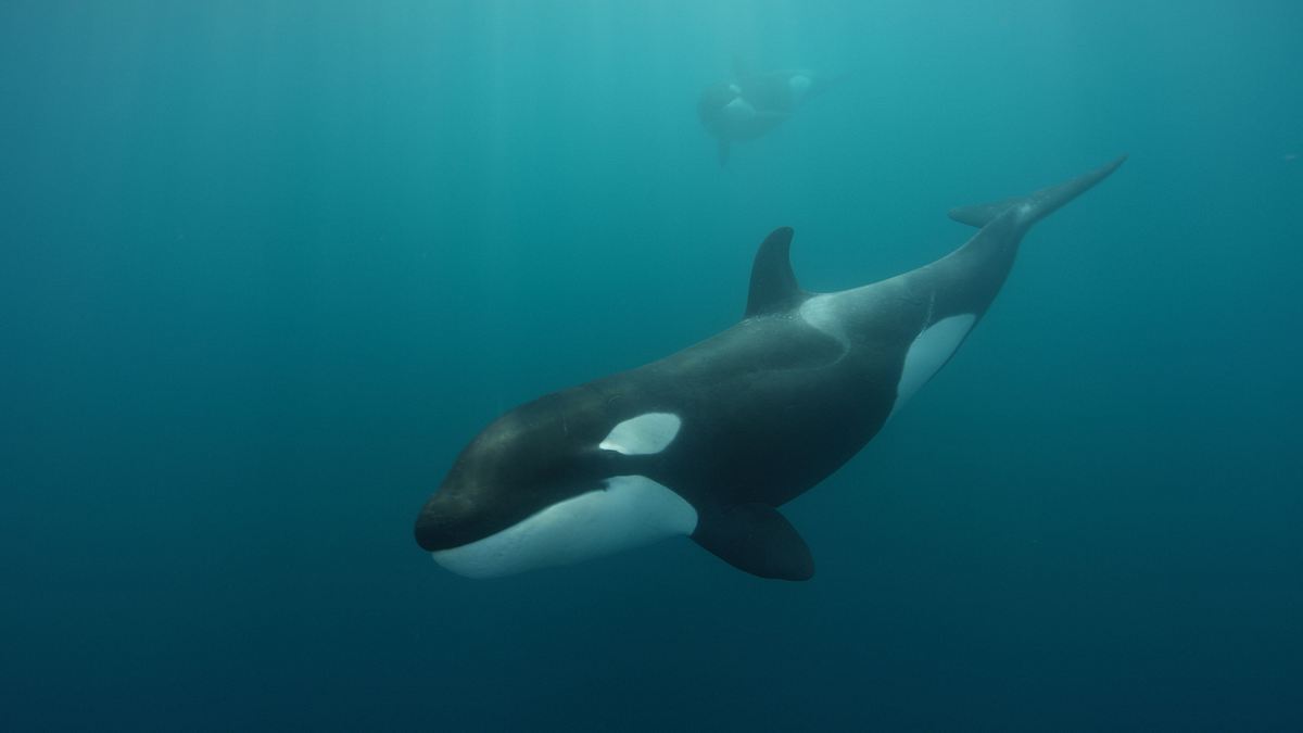 killer of the great white