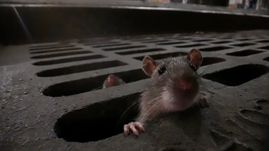 Das erstaunliche Leben der Ratten - Unterwegs in Rat City das erstaunliche leben der ratten - unterwegs in rat city