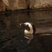 Das Atlanta-Aquarium Thumbnail