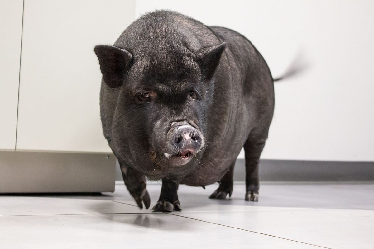 Die Tierärzte von Houston die tierärzte von houston