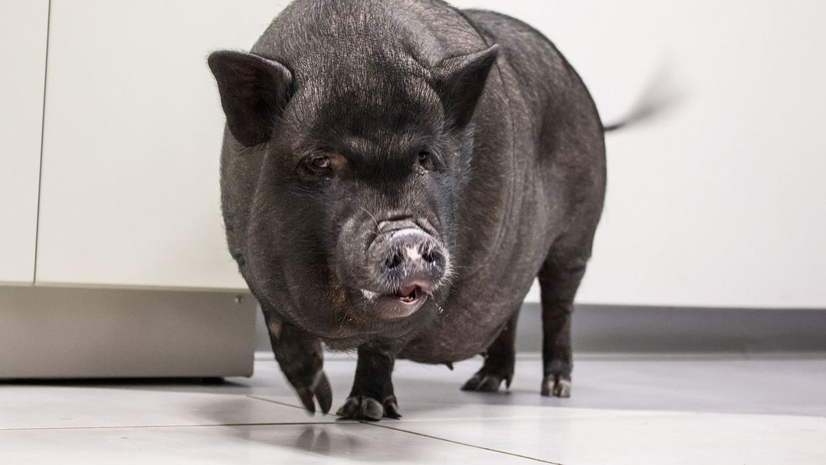 die tierärzte von houston