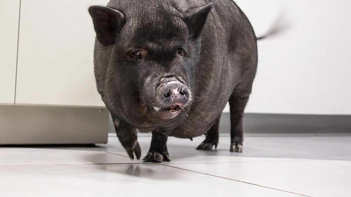 die tierärzte von houston
