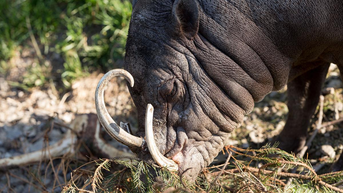 bronx zoo - tierpark der superlative