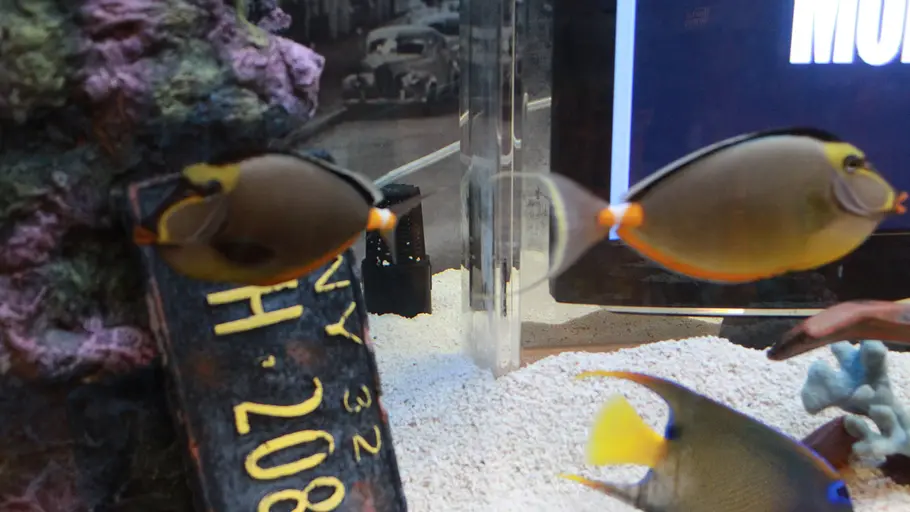 Die Aquarium-Profis die aquarium-profis
