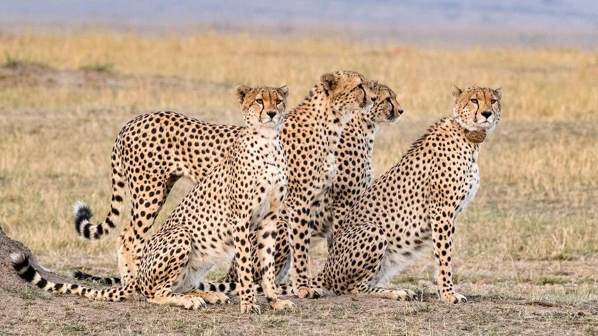 big cat tales - afrikas raubkatzen