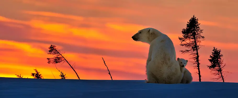 Königreich der Eisbären königreich der eisbären