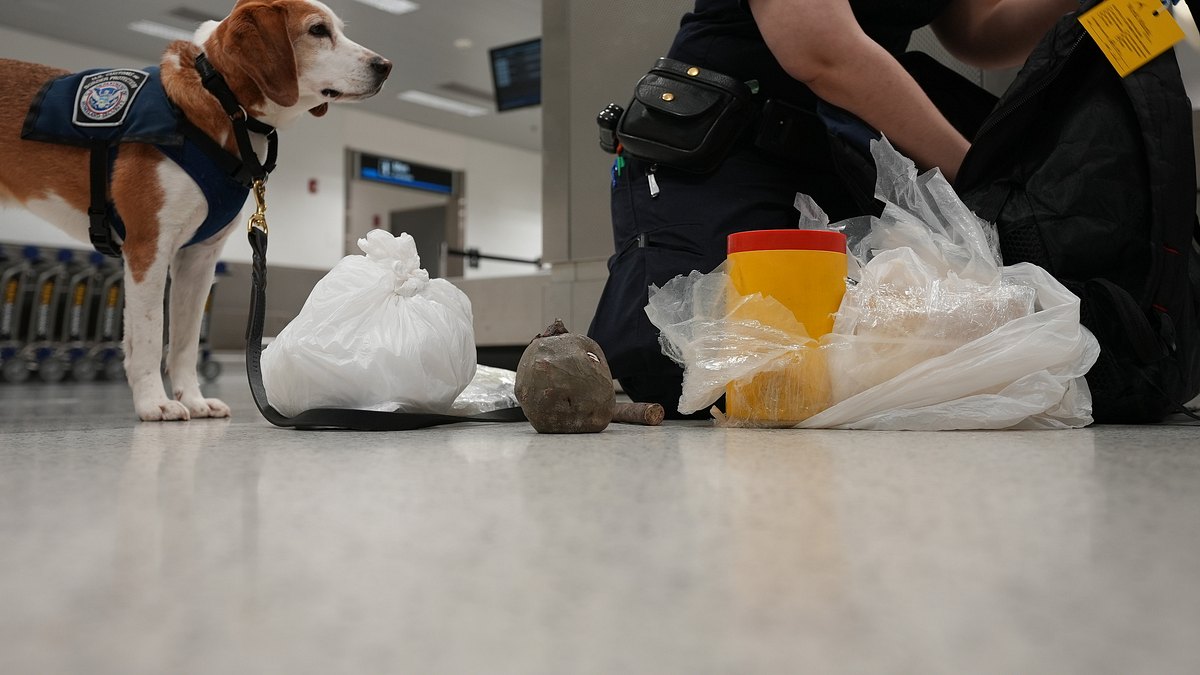 flughafen new york - kampf den schmugglern