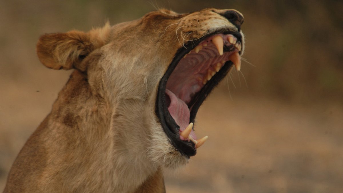 afrikas tödlichste jäger
