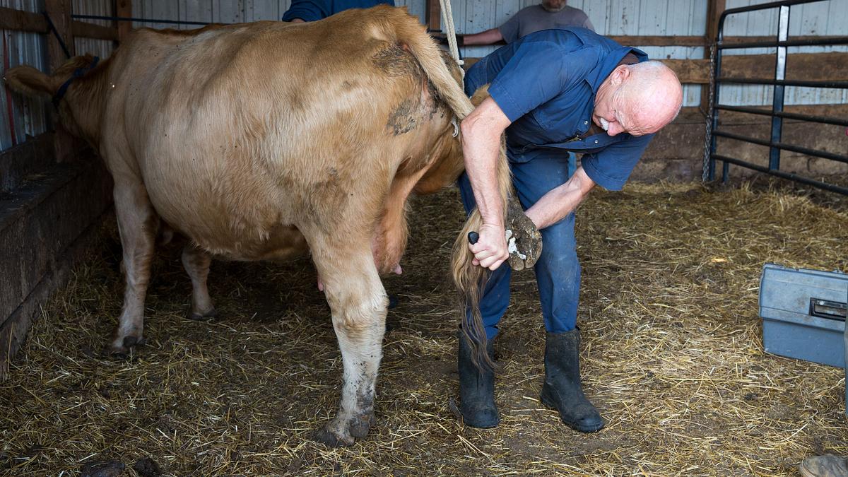 der unglaubliche dr. pol