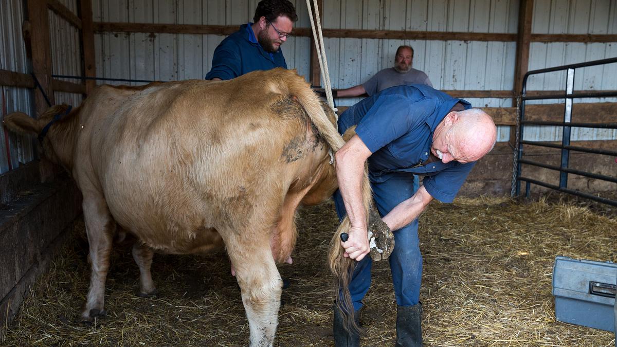 der unglaubliche dr. pol