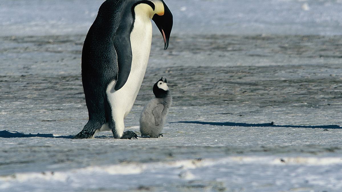 die reise der pinguine