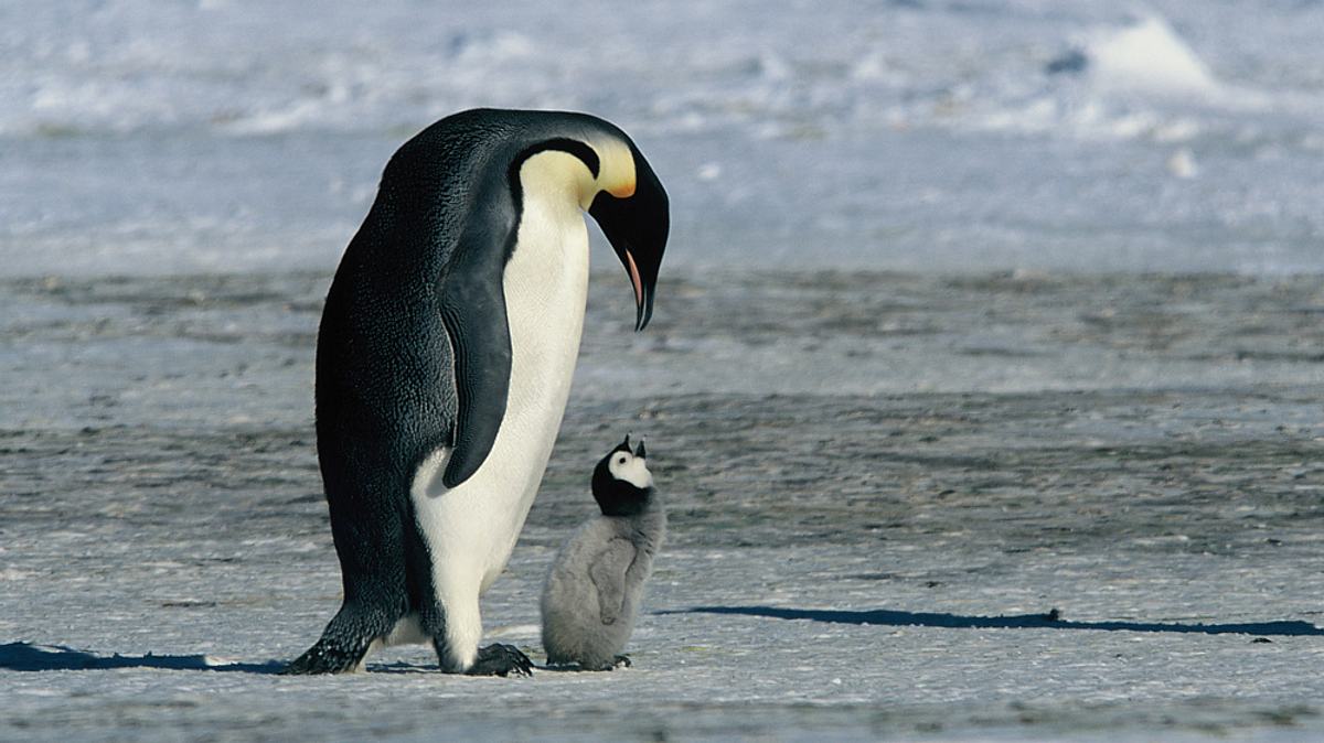 die reise der pinguine