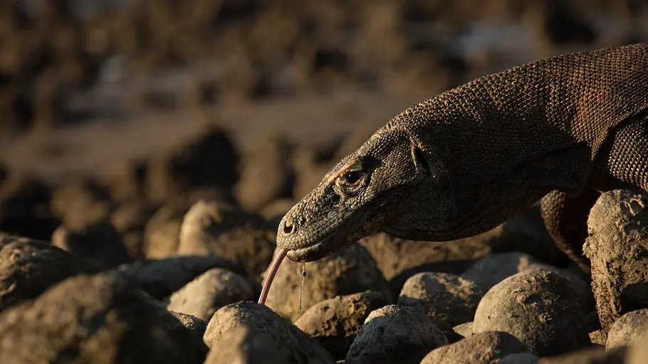 Ein Tag im Leben eines Komodowarans ein tag im leben eines komodowarans