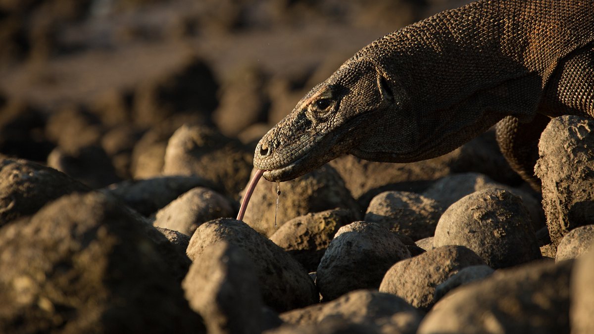ein tag im leben eines komodowarans