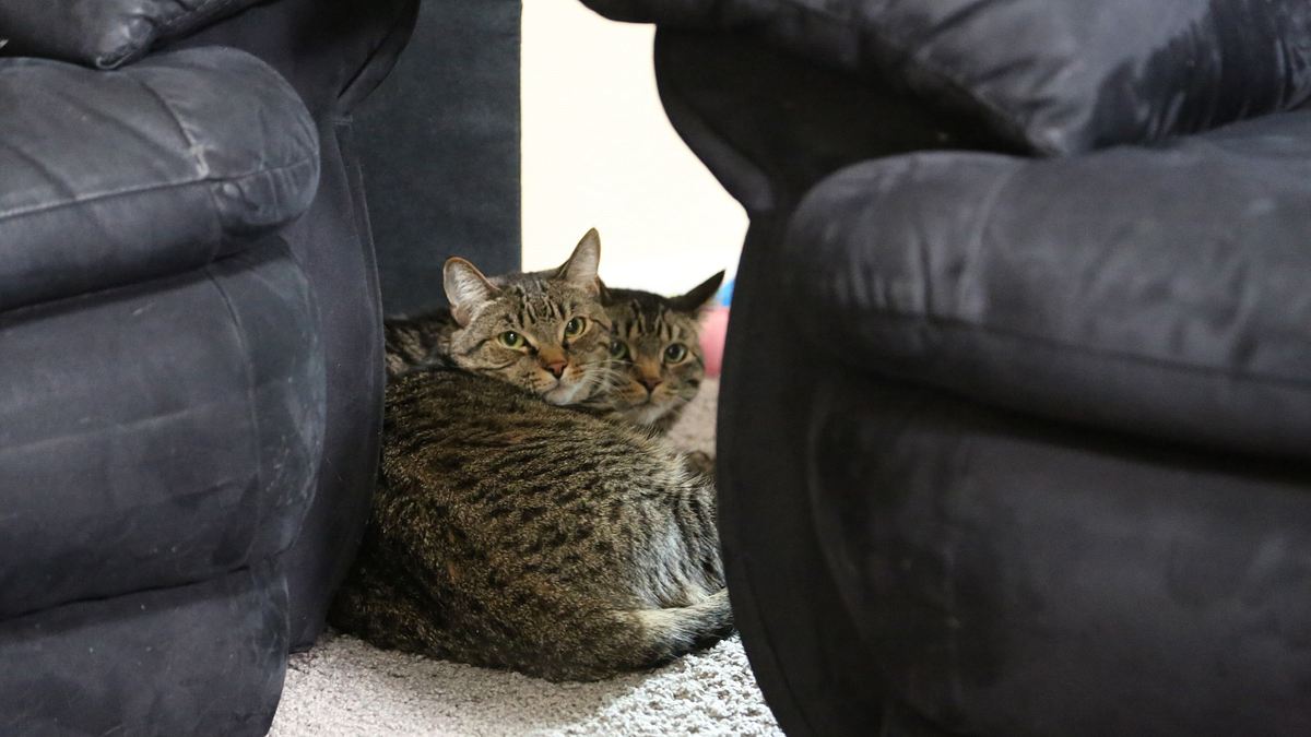 der katzenflüsterer