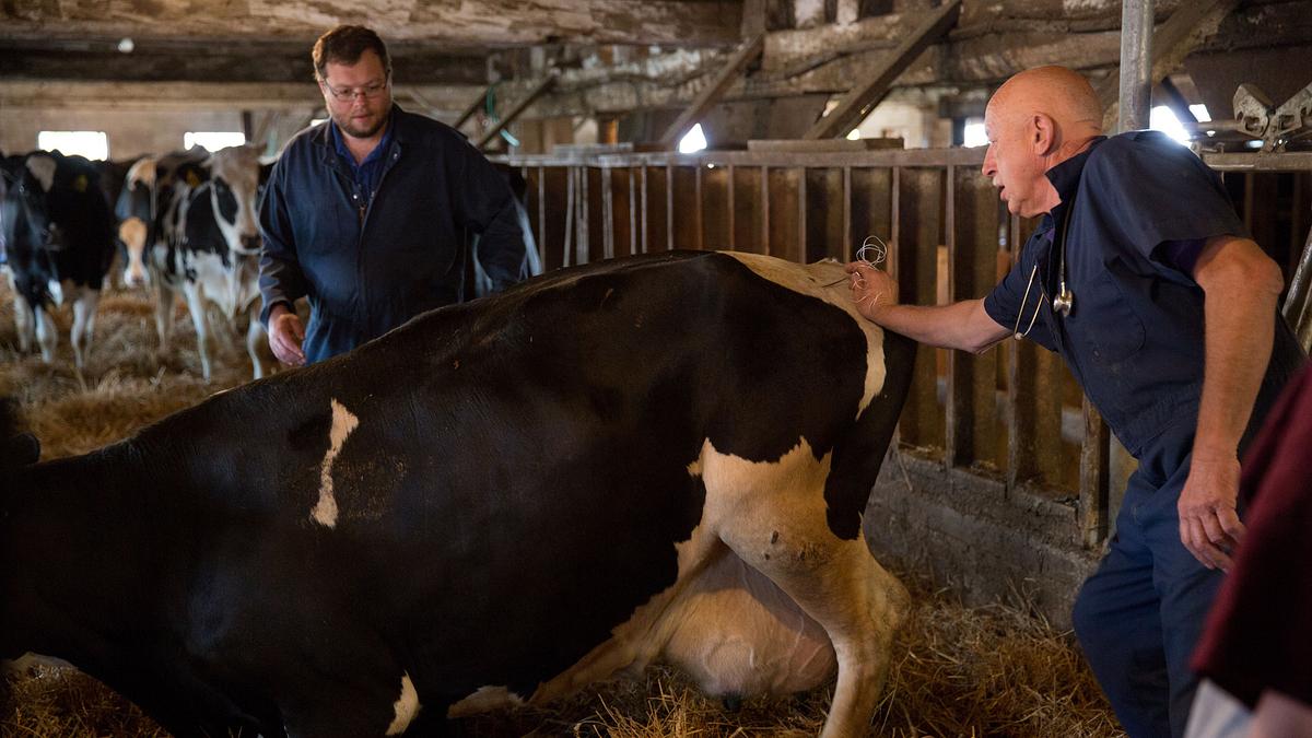 der unglaubliche dr. pol