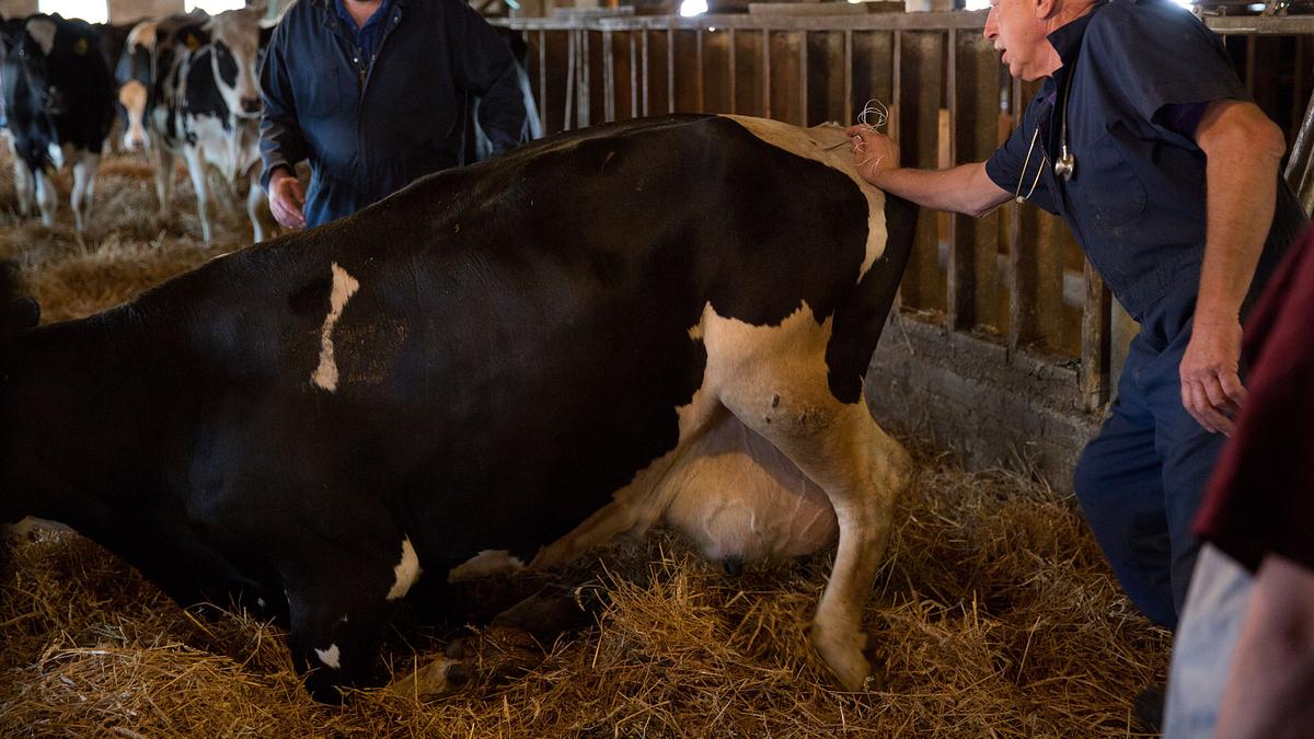 der unglaubliche dr. pol