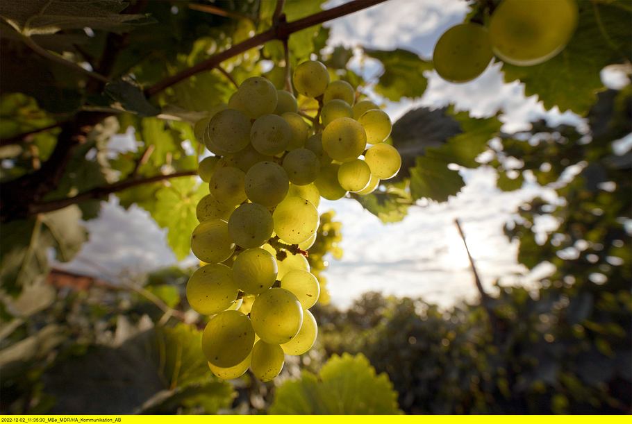baia und der wein - ein wahres märchen aus georgien