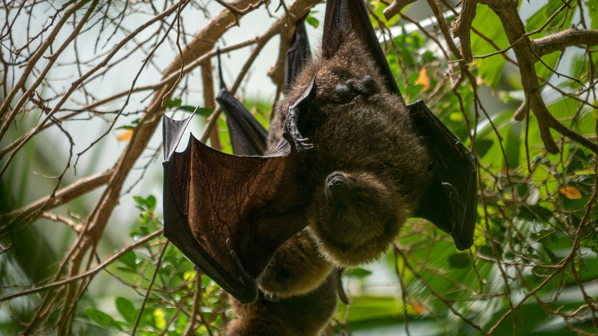 bronx zoo - tierpark der superlative