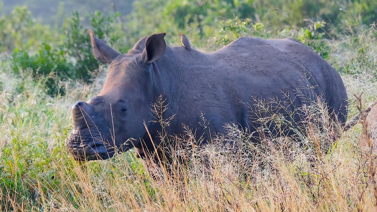 nashörner ohne horn: artenschutz in südafrika
