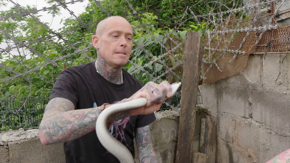 snakes in the city