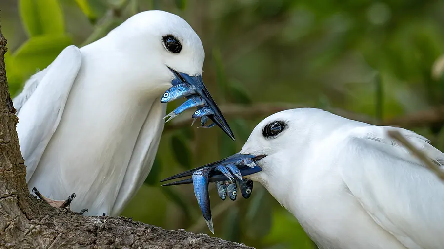 Lord Howe Island - Das gerettete Paradies lord howe island - das gerettete paradies