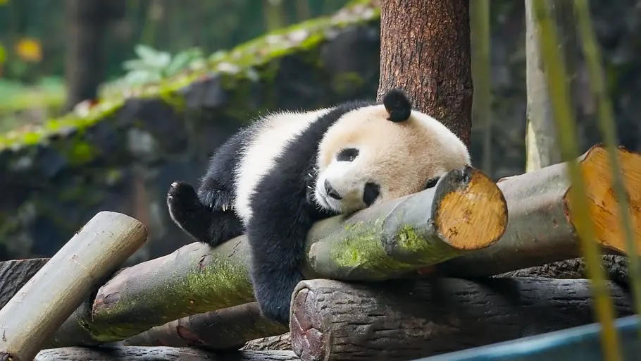 Die Panda-Schule die panda-schule