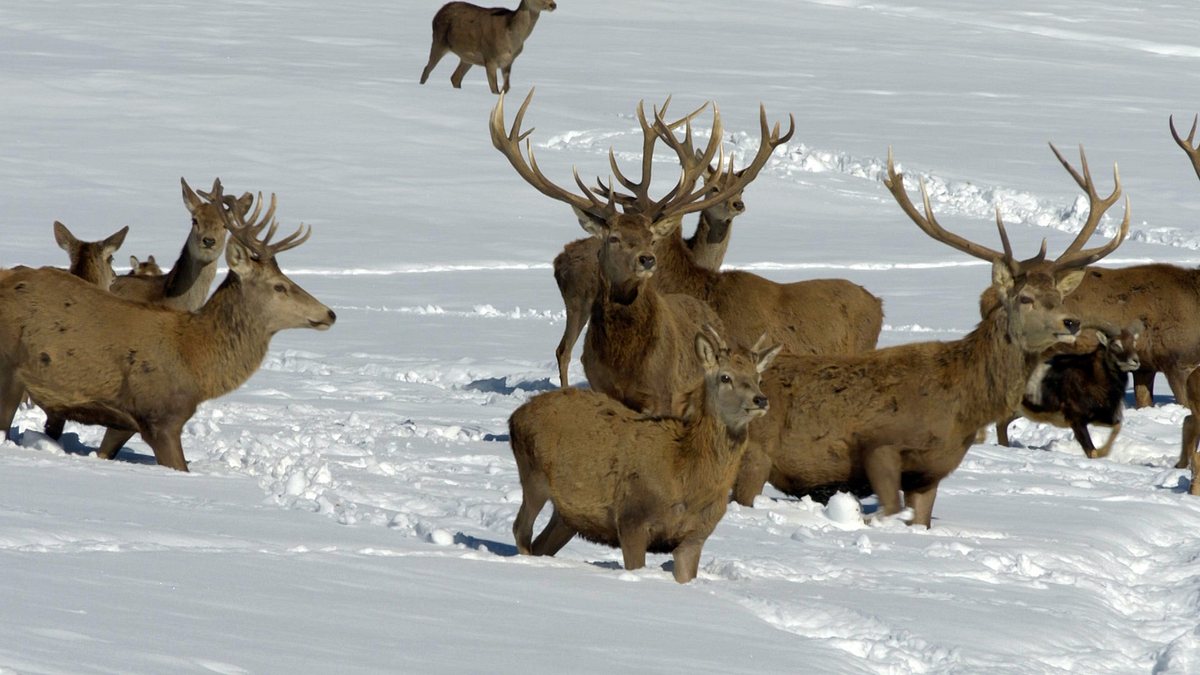 die alpen im winter
