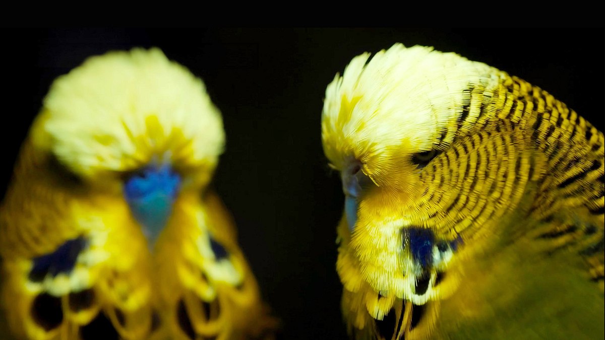 leuchtende natur - fluoreszenz als verführungsstrategie
